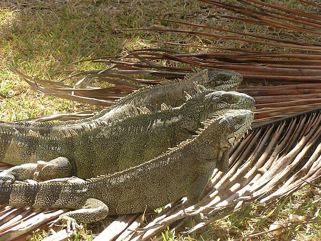 Guadeloupe Island Pictures Basse Terre Travel Blog