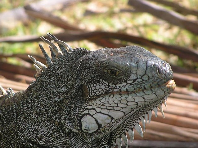 Photo Guadeloupe Island Pictures choose