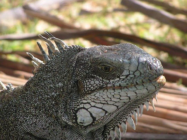 Guadeloupe Island Pictures Basse Terre Holiday