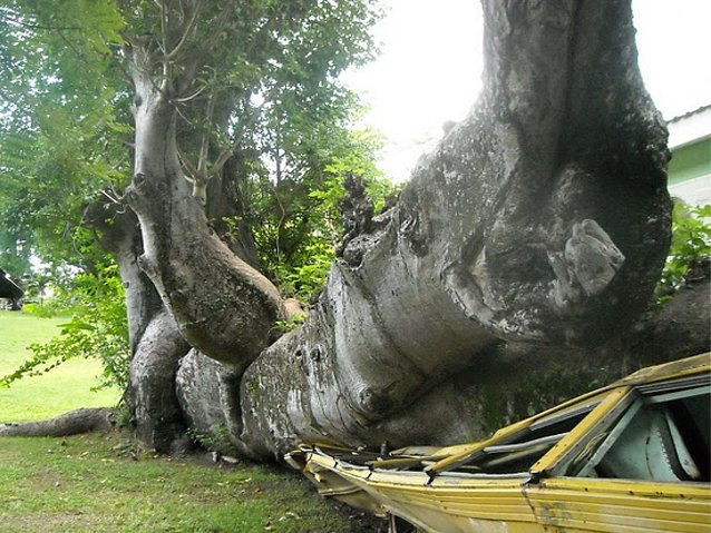 Roseau Dominica Botanical Gardens Travel Photo