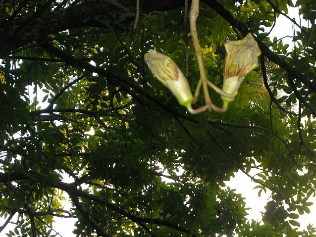 Roseau Dominica Botanical Gardens Holiday Photos