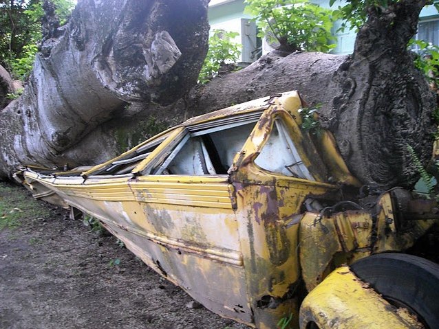 Photo Roseau Dominica Botanical Gardens capital