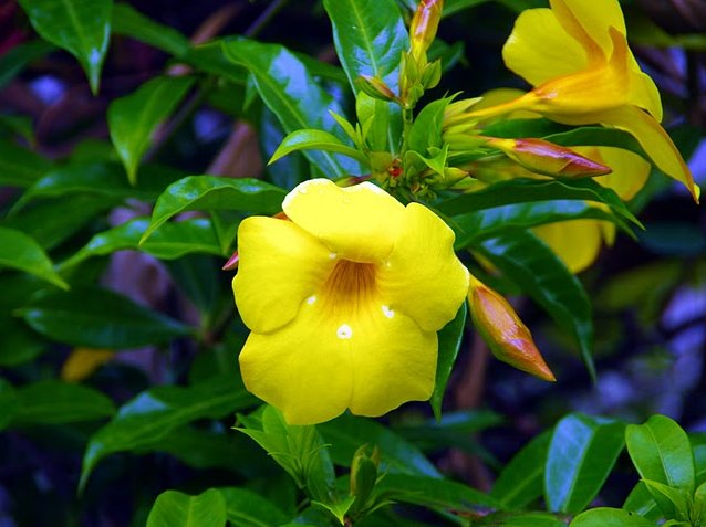 Roseau Dominica Botanical Gardens Blog Review