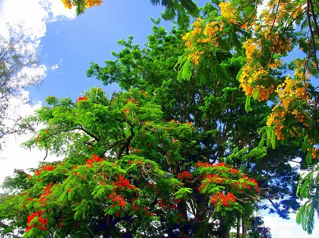 Photo Roseau Dominica Botanical Gardens recommend