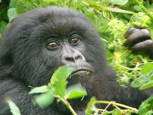 Rwanda Volcanoes National Park Ruhengeri Holiday Review