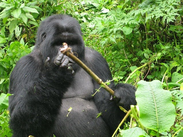 Rwanda Volcanoes National Park Ruhengeri Pictures