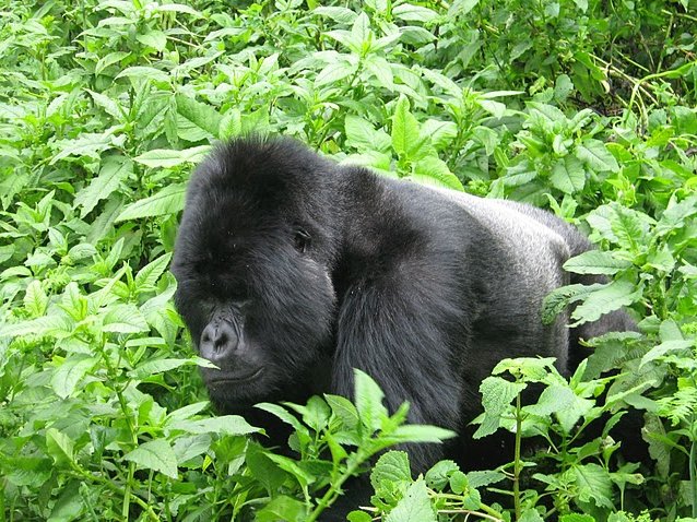 Rwanda Volcanoes National Park Ruhengeri Travel Picture