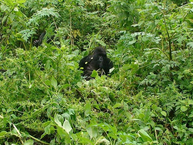 Rwanda Volcanoes National Park Ruhengeri Travel Guide