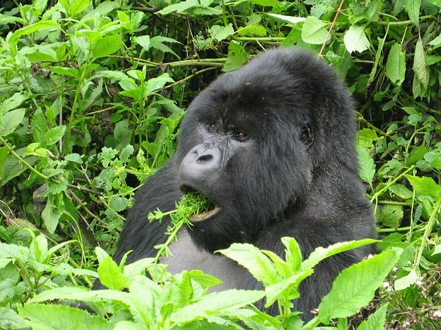 Rwanda Volcanoes National Park Ruhengeri Holiday Tips