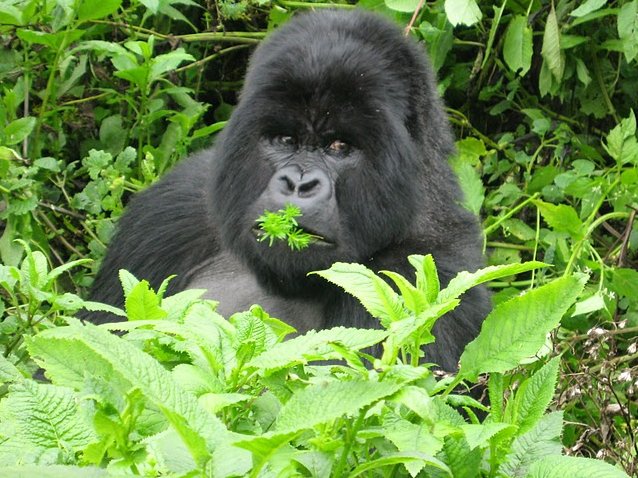 Rwanda Volcanoes National Park Ruhengeri Holiday Experience