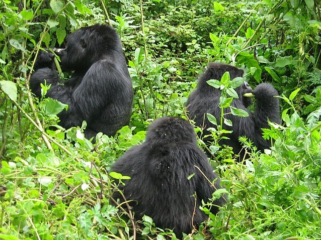 Rwanda Volcanoes National Park Ruhengeri Diary Picture