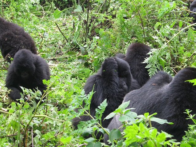 Rwanda Volcanoes National Park Ruhengeri Photos