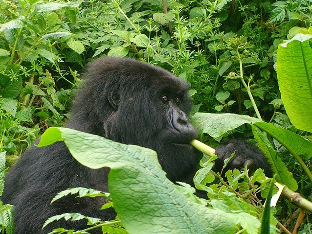 Rwanda Volcanoes National Park Ruhengeri Trip Vacation