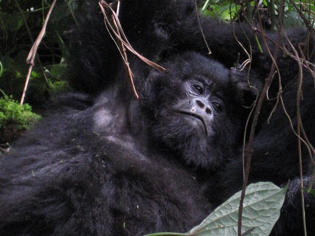 Rwanda Volcanoes National Park Ruhengeri Photography