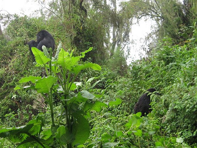 Rwanda Volcanoes National Park Ruhengeri Travel Sharing