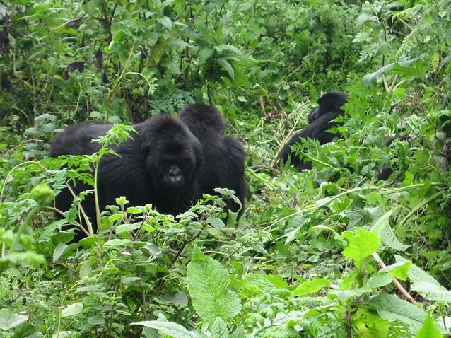 Rwanda Volcanoes National Park Ruhengeri Photo