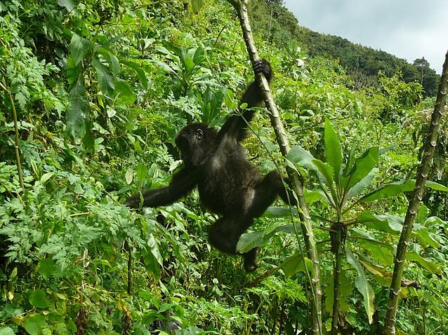 Photo Rwanda Volcanoes National Park bamboo