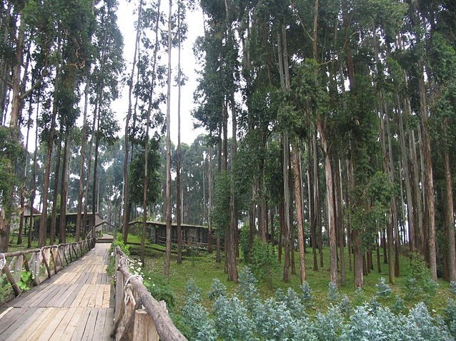 Photo Rwanda Volcanoes National Park vegetation