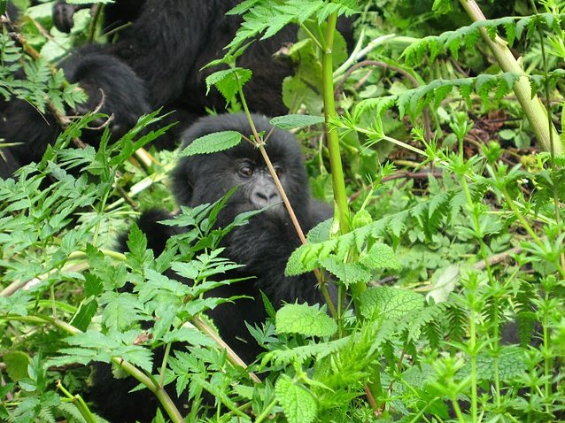 Rwanda Volcanoes National Park Ruhengeri Trip Experience