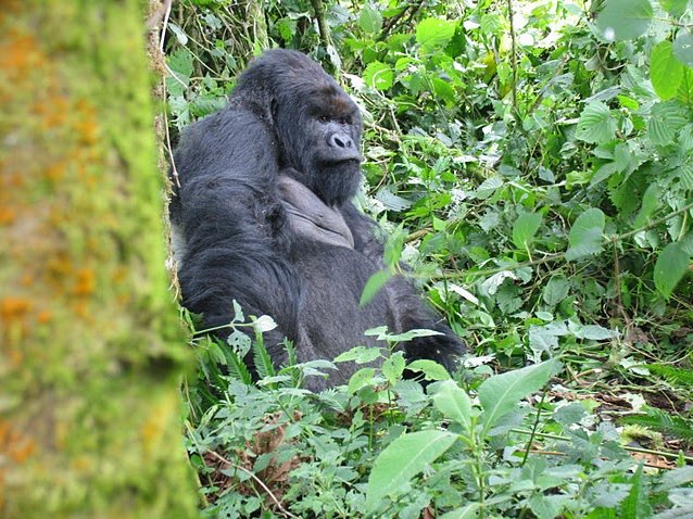 Rwanda Volcanoes National Park Ruhengeri Blog Photos