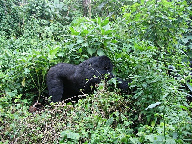 Rwanda Volcanoes National Park Ruhengeri Vacation Diary