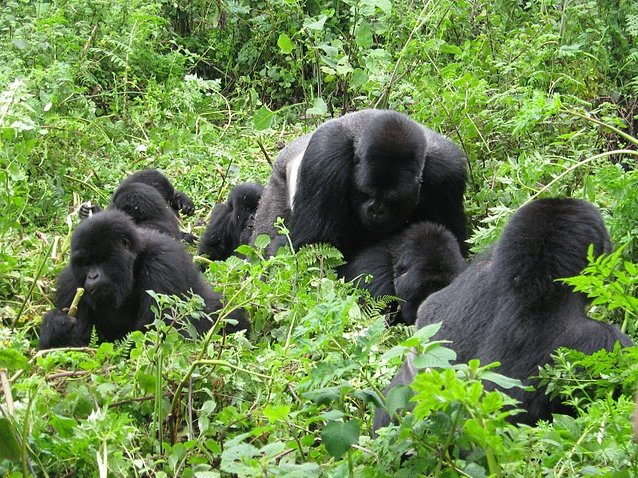 Rwanda Volcanoes National Park Ruhengeri Trip Picture