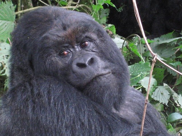 Rwanda Volcanoes National Park Ruhengeri Picture