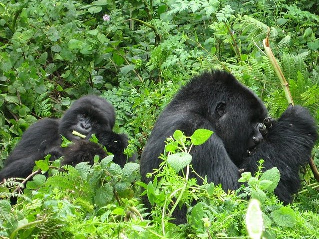 Rwanda Volcanoes National Park Ruhengeri Photograph