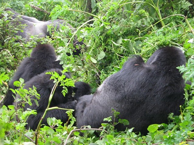 Rwanda Volcanoes National Park Ruhengeri Diary Photo