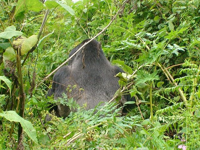 Photo Rwanda Volcanoes National Park During
