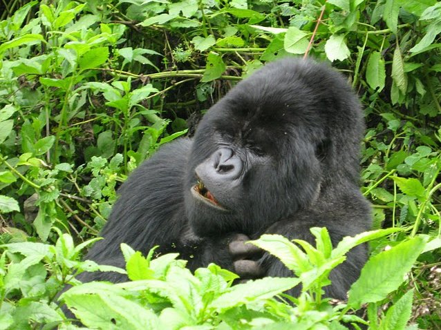 Rwanda Volcanoes National Park Ruhengeri Picture Sharing