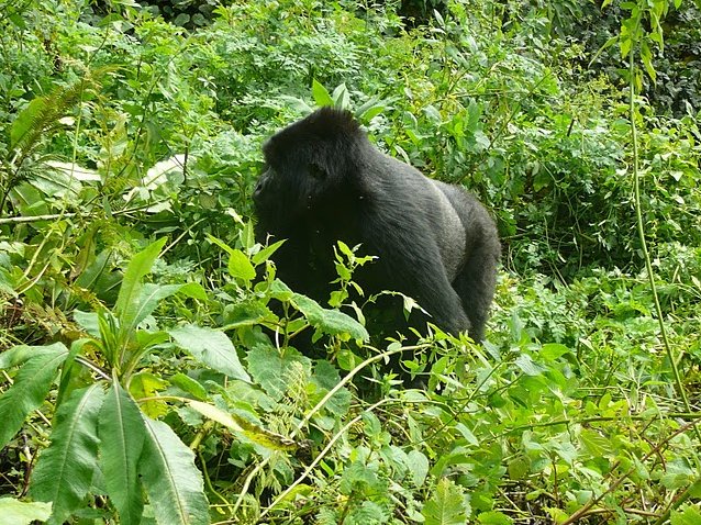 Photo Rwanda Volcanoes National Park danger