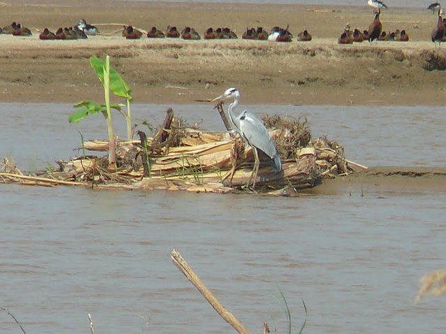 Photo Rusizi National Park National