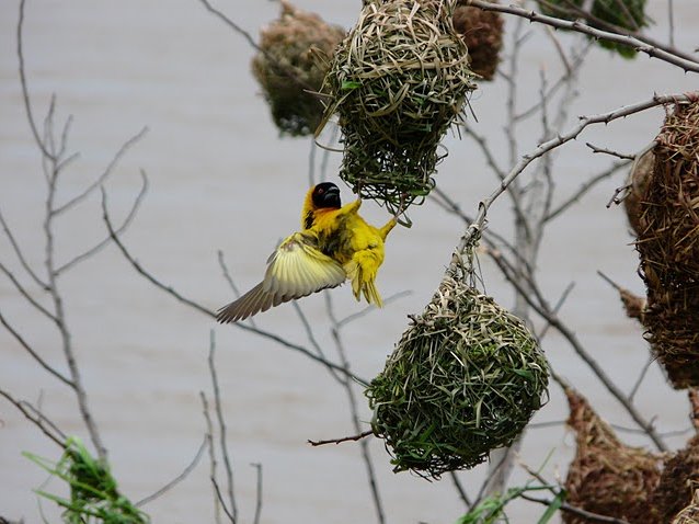 Photo Rusizi National Park Burundi