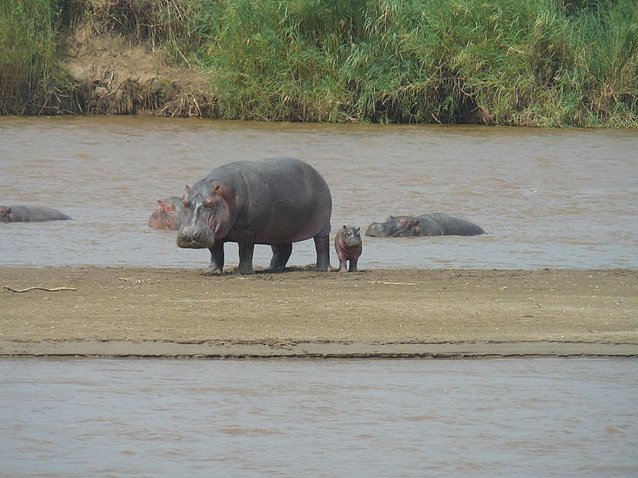 Rusizi National Park Bujumbura Burundi Adventure