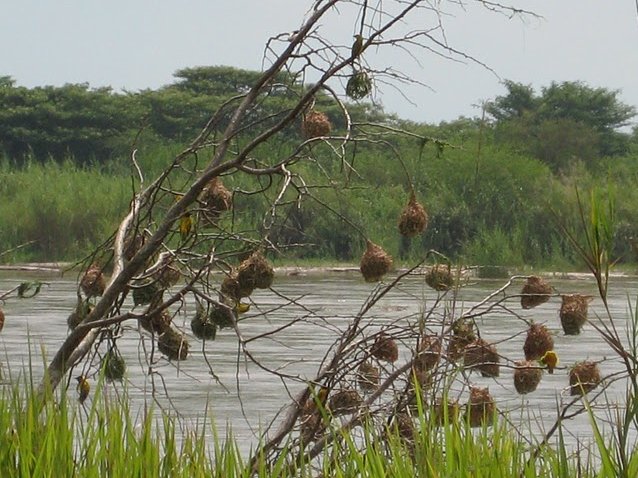 Rusizi National Park Bujumbura Burundi Album Pictures