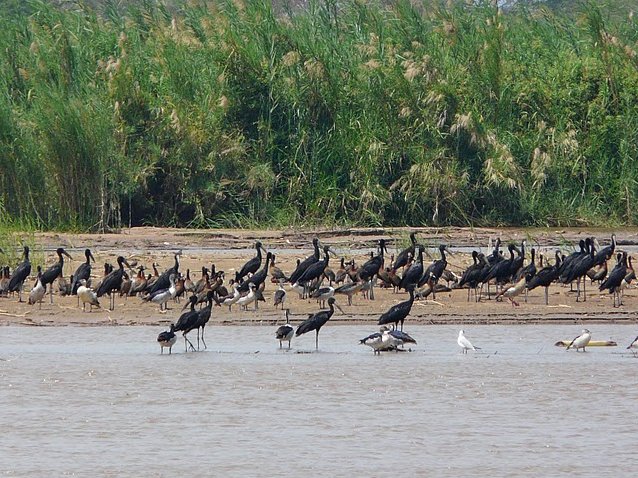 Rusizi National Park Bujumbura Burundi Vacation Tips
