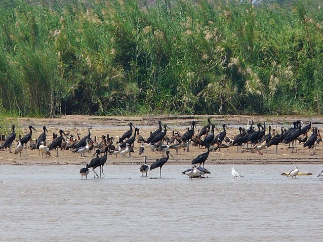 Rusizi National Park Bujumbura Burundi Vacation Tips