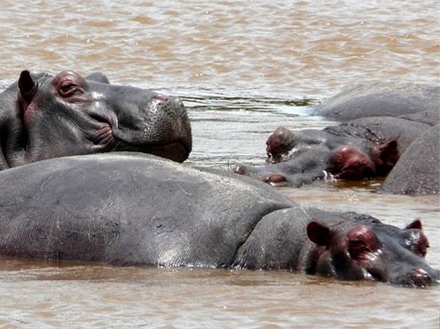 Photo Rusizi National Park population