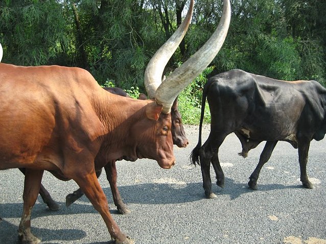 Photo Rusizi National Park migratory