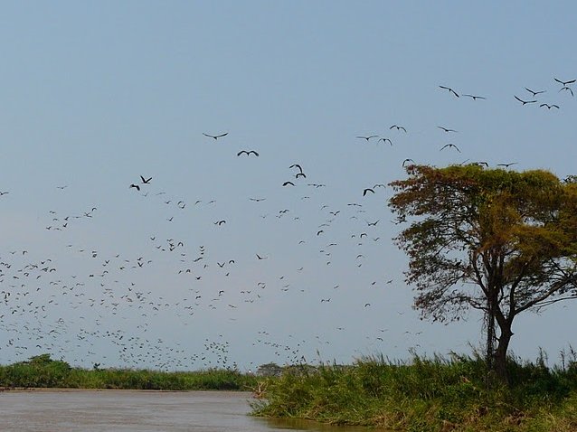 Rusizi National Park Bujumbura Burundi Vacation Photo