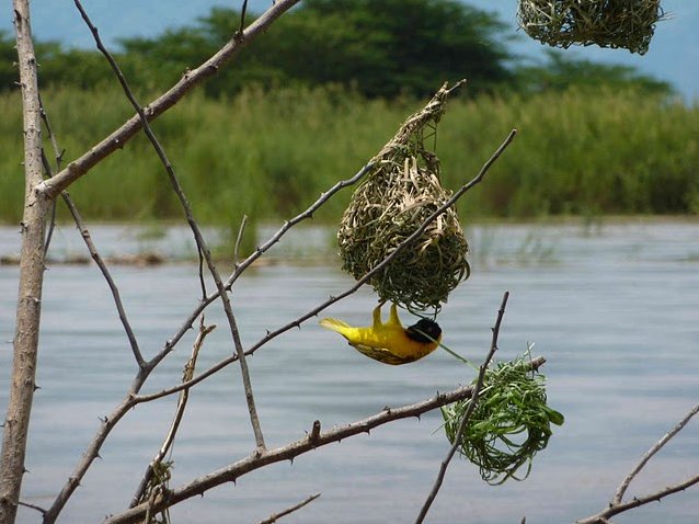 Rusizi National Park Bujumbura Burundi Travel Photo