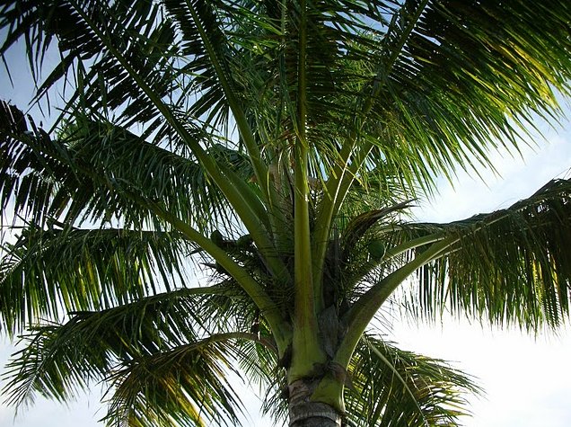 Pohnpei Micronesia 