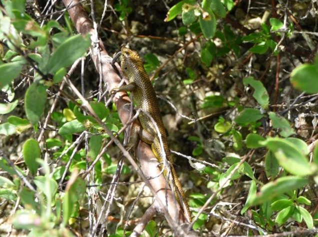 Photo Federated States of Micronesia pictures jungle