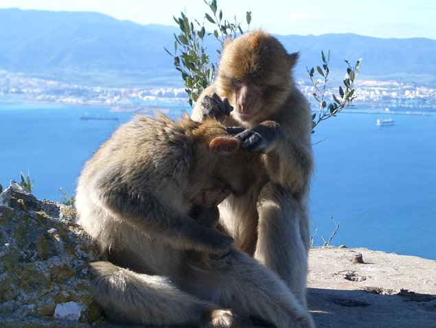 Rock of Gibraltar monkeys Review