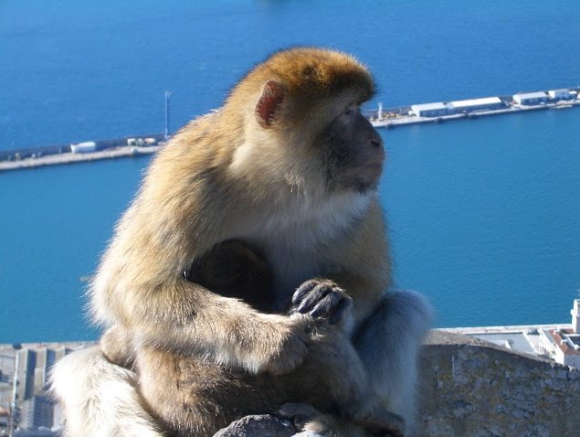 Rock of Gibraltar monkeys Trip Experience