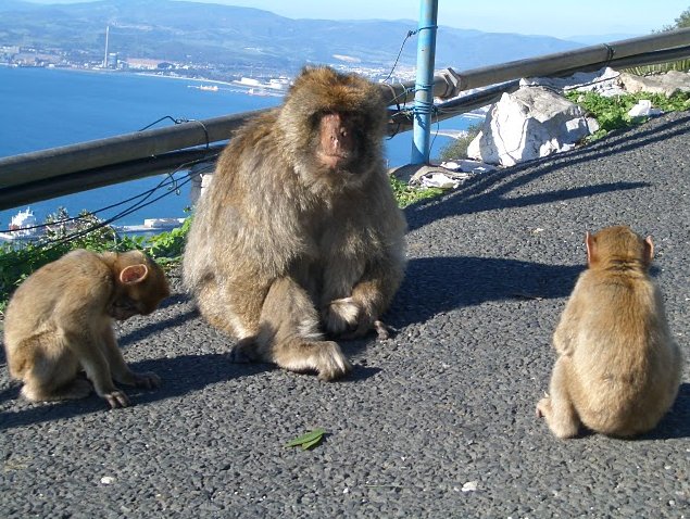 Rock of Gibraltar monkeys Trip Picture