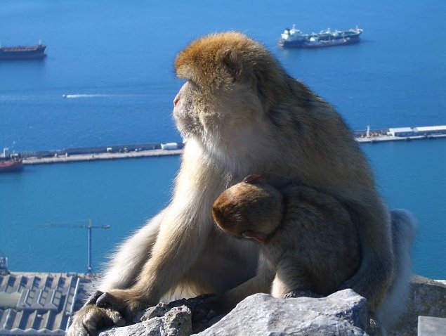 Rock of Gibraltar monkeys Photograph