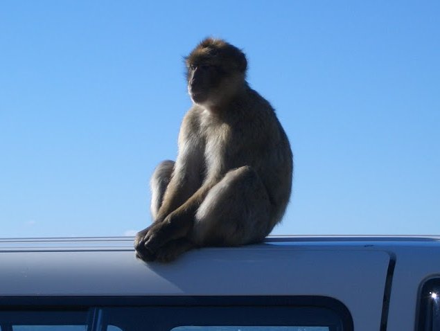 Rock of Gibraltar monkeys Blog