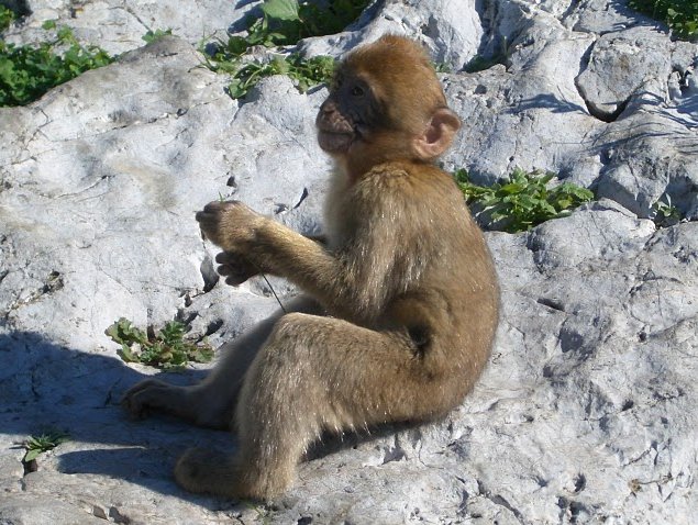 Rock of Gibraltar monkeys Trip Adventure